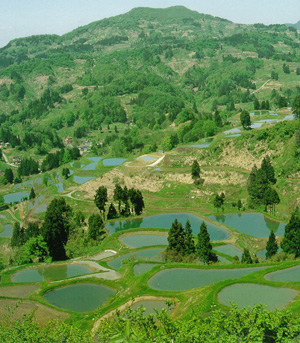 Unlike sterile concrete or liner ponds, mud ponds consist of clay that nurtures the development of Koi. These ponds are most often found naturally in Niigata, Japan. 