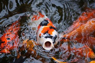 Do you know what your Koi eat?