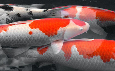 Independance Day Weekend & Koi Show Specials!