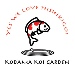 Kodama shop koi supply