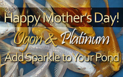 Mother’s Day Special!