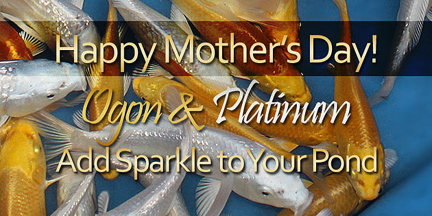 Mother's day pond store sale