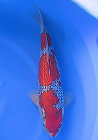 Best in Size 3 – Central Florida Koi Show
