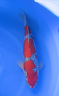 Best in Size 3 – Central Florida Koi Show