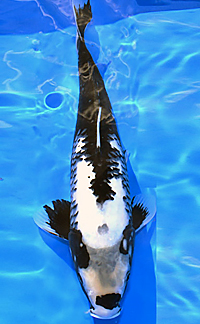 Young Champion B | Best in Size – 2014 ZNA Potomac Koi Show