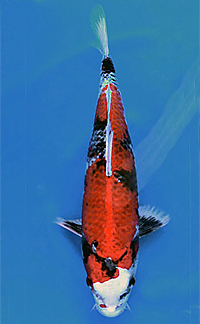 Best in Variety – Central Florida Koi Show