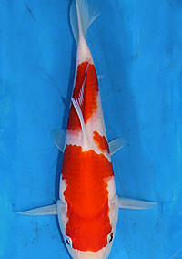 Best in Size 1 – Central Florida Koi Show