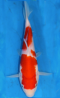 Best in Size 1 – Central Florida Koi Show