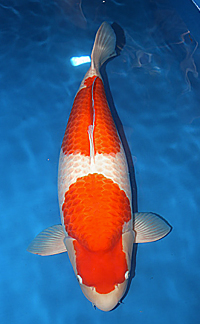Best in Size 8 – 2014 ZNA Norcal Koi Show