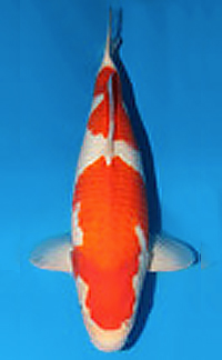 Best in Size 5 – Northwest Koi and Goldfish Show