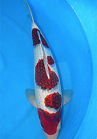 Best in Variety – Central Florida Koi Show