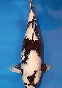 Best in Size 5 – Central Florida Koi Show