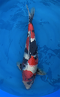 Best Male – Central Florida Koi Show