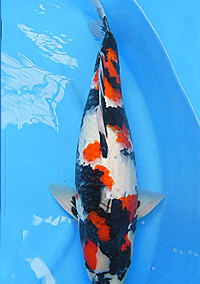 Best in Size 6 – Greater Louisville Koi and Goldfish Show