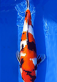 2-Time Young Champion – First Coast Koi Show