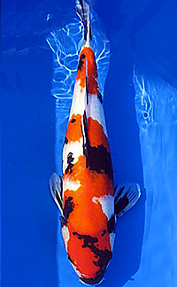 2-Time Young Champion – First Coast Koi Show