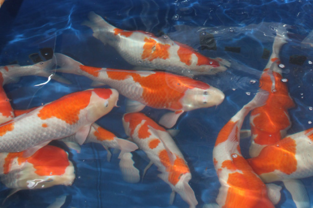 Buy Live Koi Fish in New Jersey