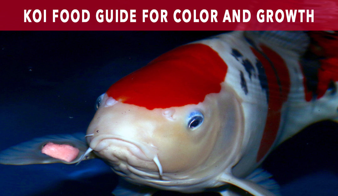 Koi Food Guide: Maximize Color & Growth of Koi Fish