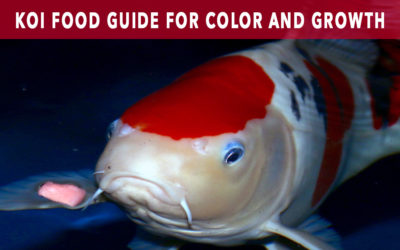 Koi Food Guide: Maximize Color & Growth of Koi Fish