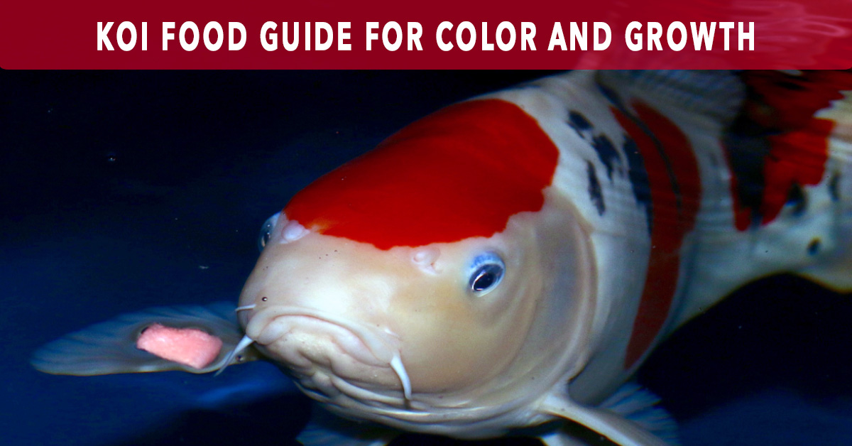 koi food guide for color and growth