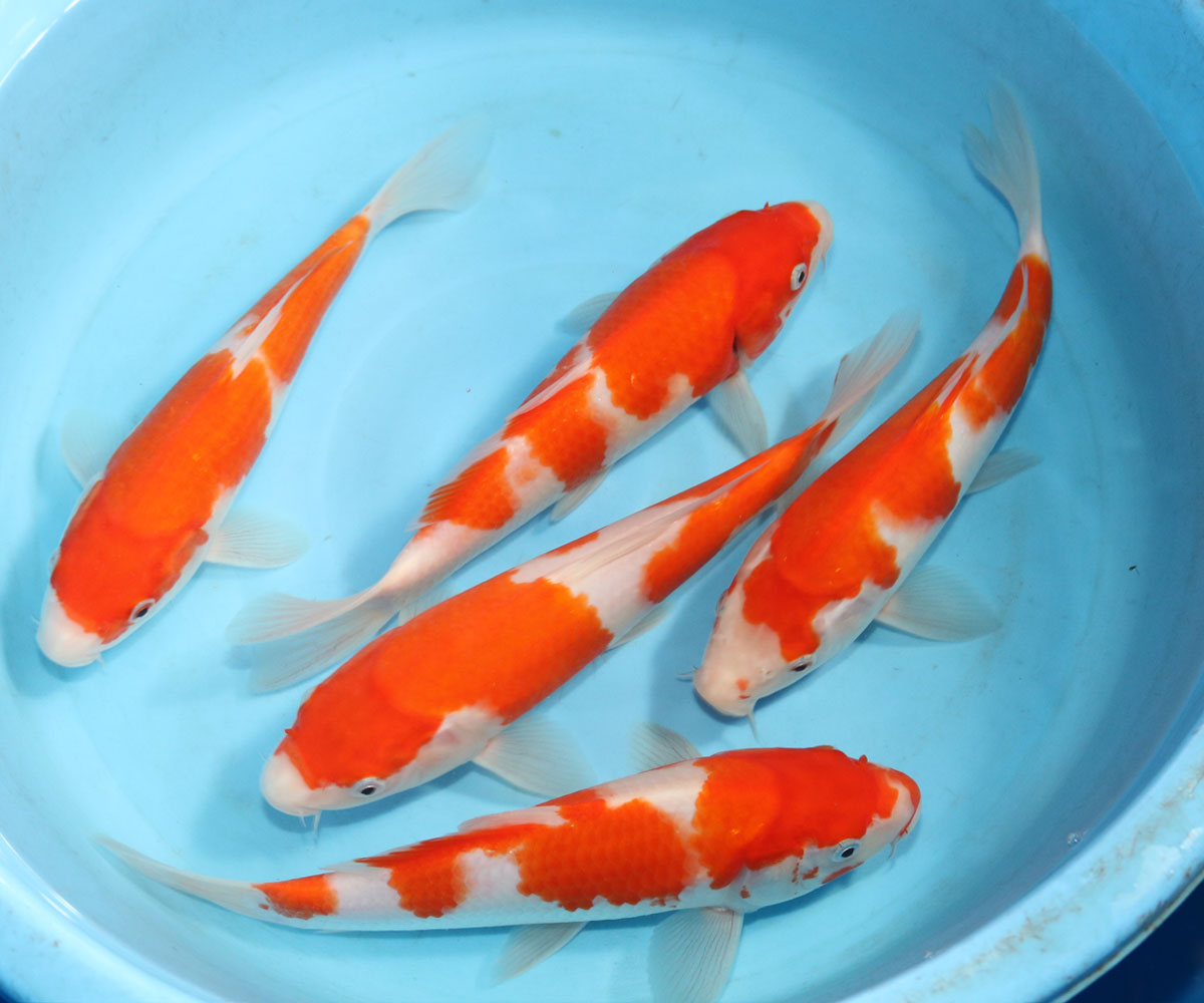 Koi Food Guide: Maximize Color & Growth of Koi Fish, Kodama Koi Garden, Fish & Pond Supplies
