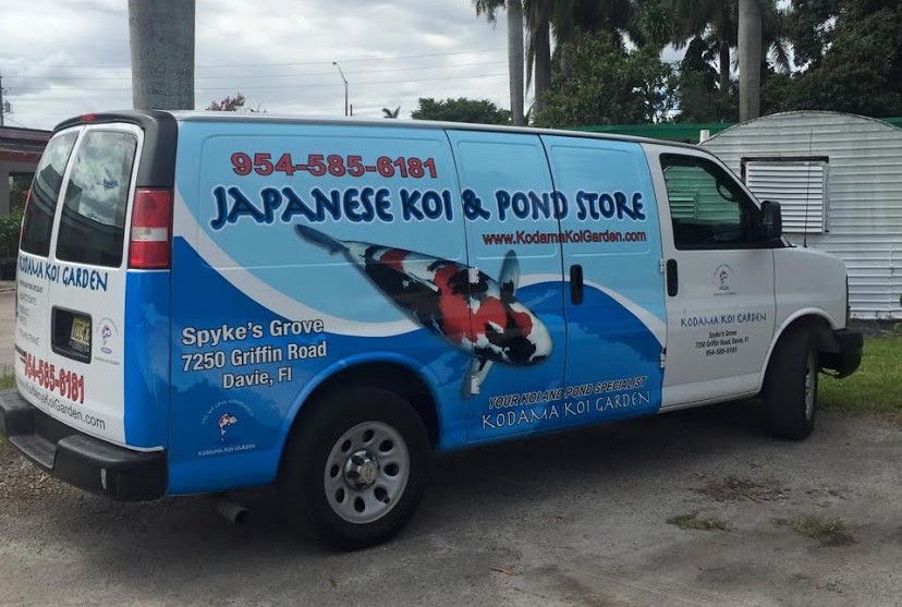 Buy Live Koi Fish in Florida
