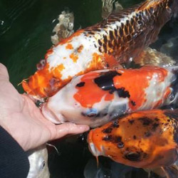 why buy quality koi food for your fish