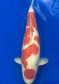 Best in Variety – Midwest Koi Show
