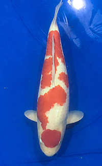 Best in Variety – Midwest Koi Show