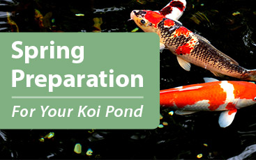 Preparing Your Koi Pond For Spring