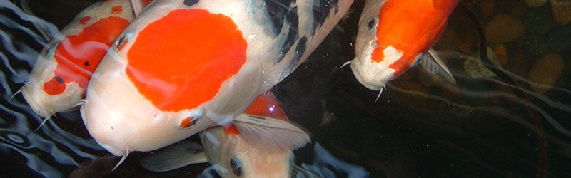 Close-up of koi group