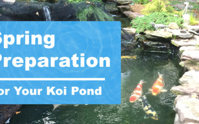 Preparing Your Koi Pond For Spring