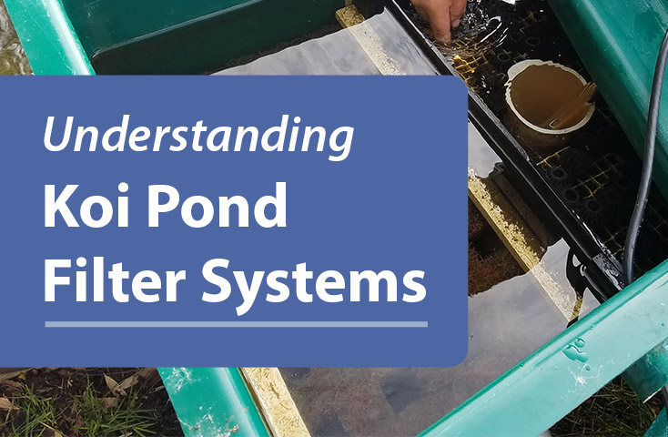 Understanding Koi Pond Filter System