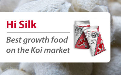 Choose Hi Silk For Big And Healthy Japanese Koi