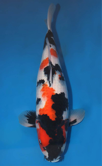 Young Champion – Central FL Koi Show