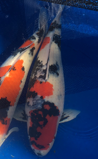 Best in Class – ZNA NorCal Koi Show