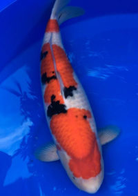 Best in Size 7 – ZNA NorCal Koi Show