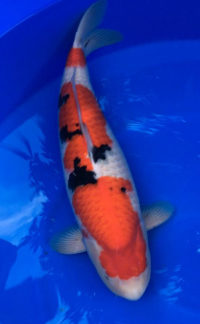 Best in Size 7 – ZNA NorCal Koi Show