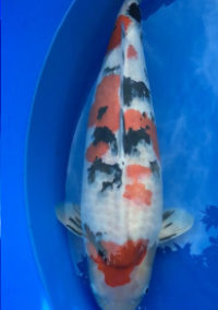 Best in Size 8 – ZNA NorCal Koi Show