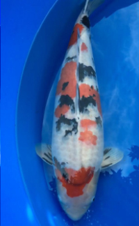Best in Size 8 – ZNA NorCal Koi Show