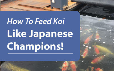 How To Feed Your Koi Like Japanese Champions!