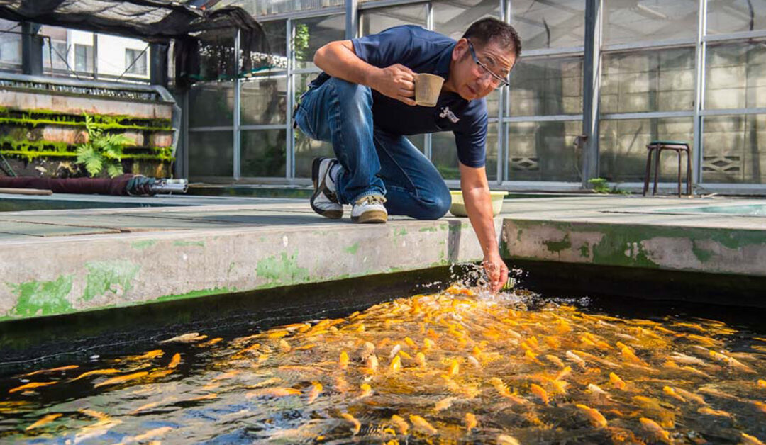 How To Feed Your Koi Like Japanese Champions!