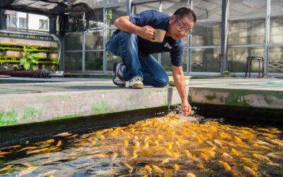 How To Feed Your Koi Like Japanese Champions!