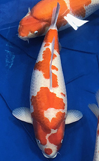 Reserved Grand Champion – Midwest Koi Show